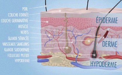 La structure de la peau et les cellules pigmentaires de lépiderme